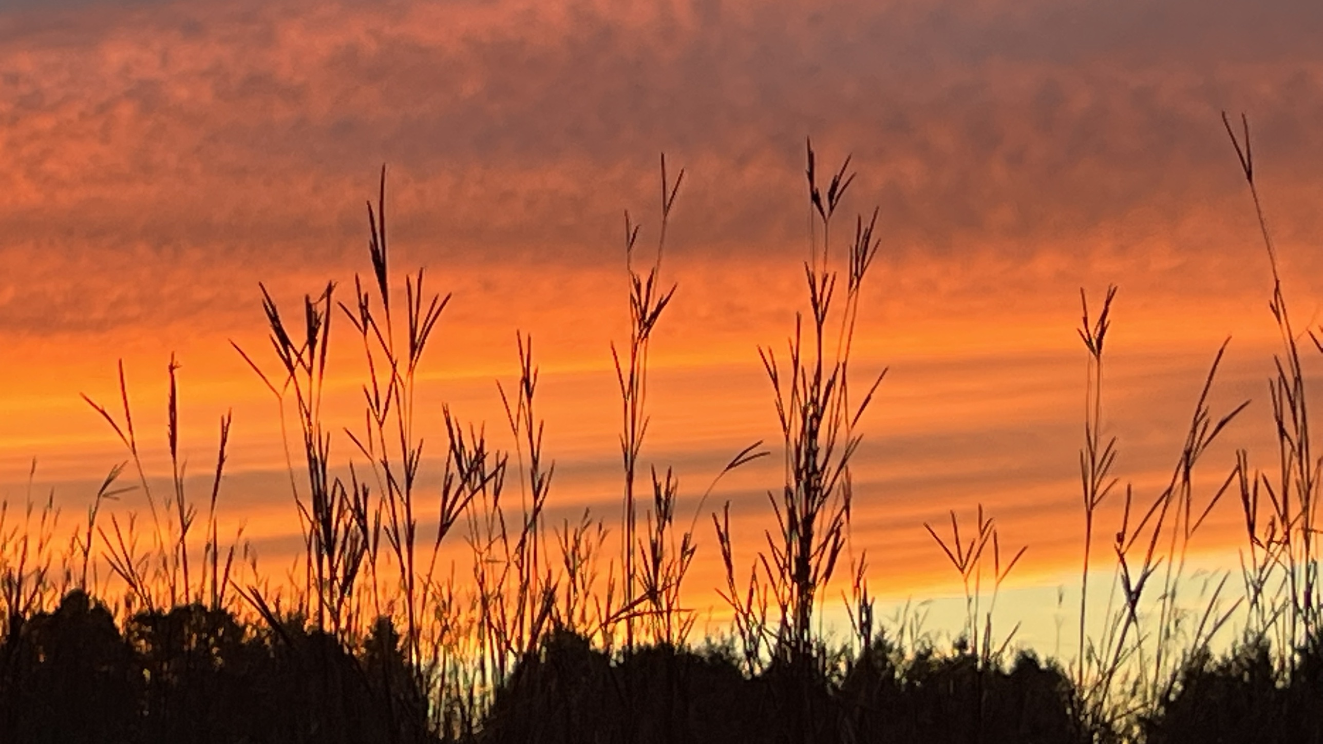 Big Bluestem Sunset Over the Bay