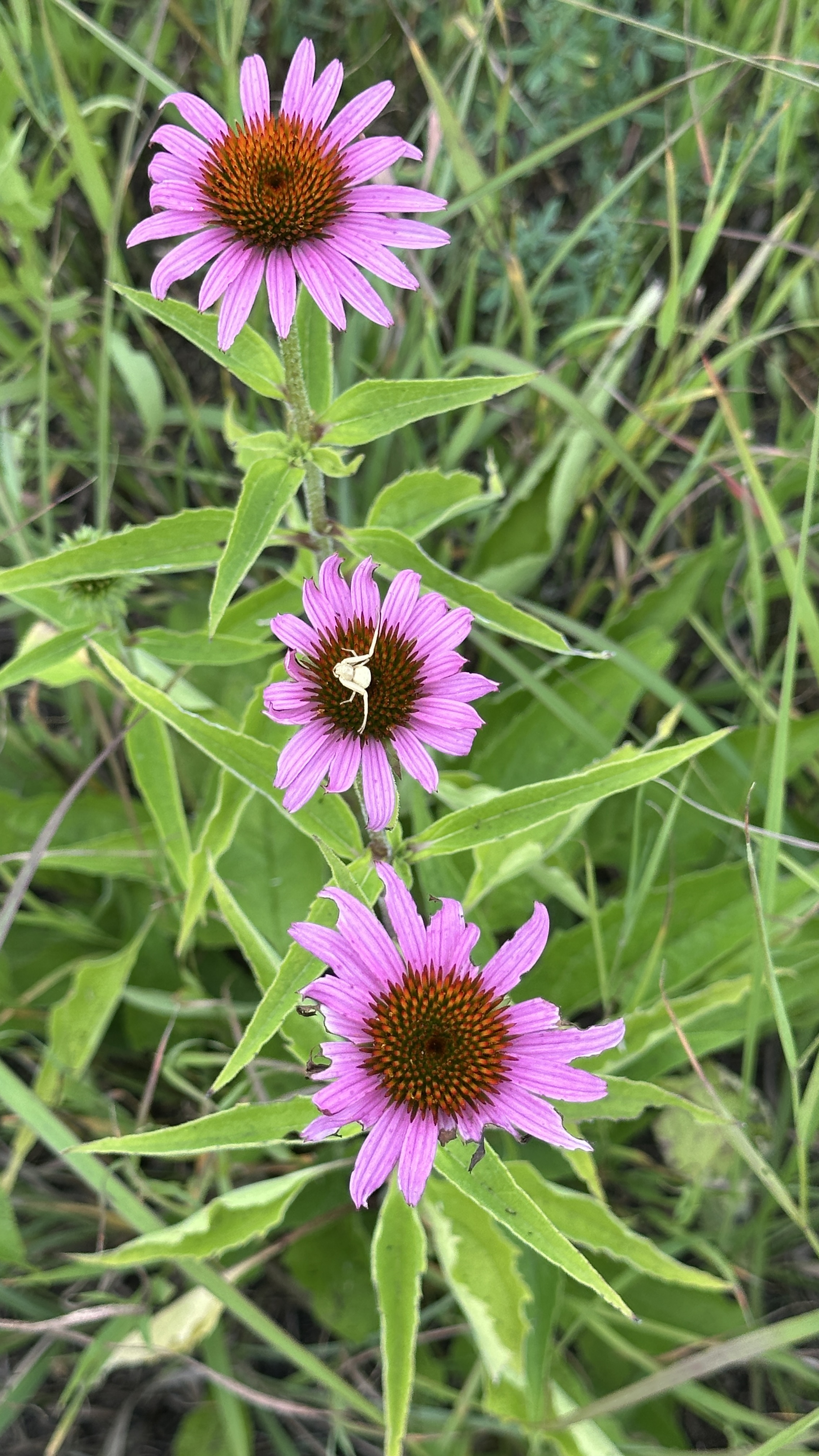 Crab Spider (Misumena vatia) on Purple Coneflower