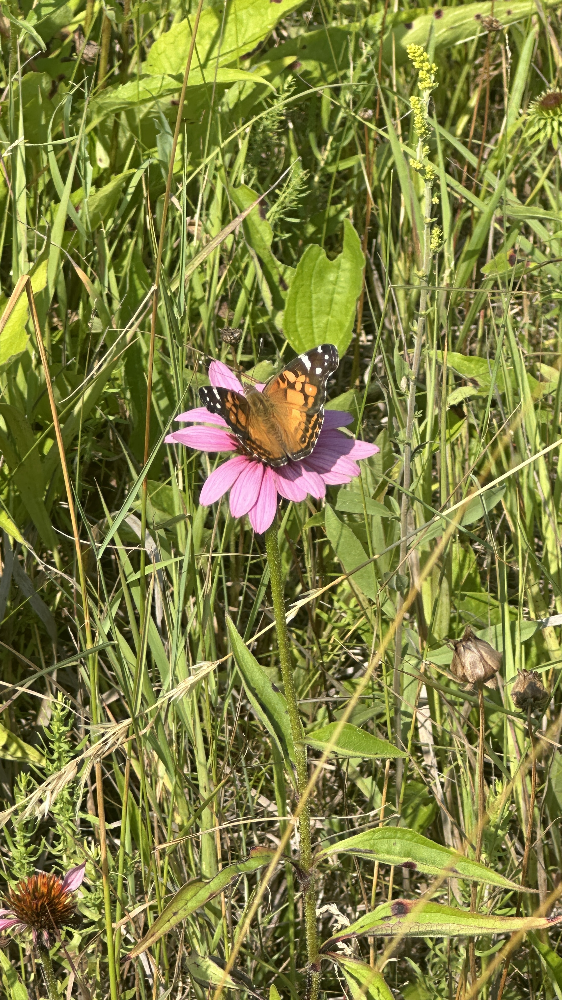 Painted Lady (Vanessa Cardui)