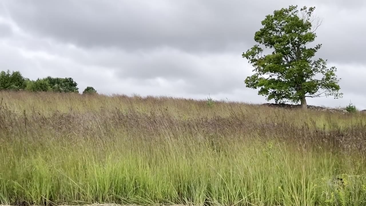 Prairie in Motion (Big Bluestem — Andropogon gerardii)