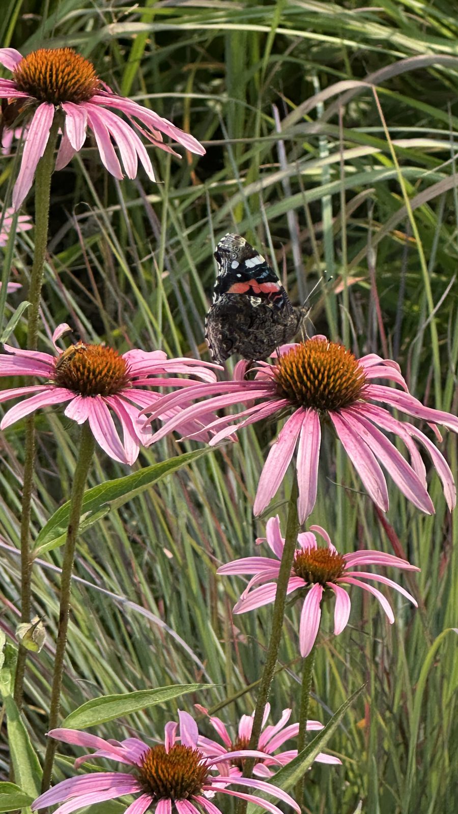 Red Admiral (Vanessa atalanta) on Purple Cone Flower
