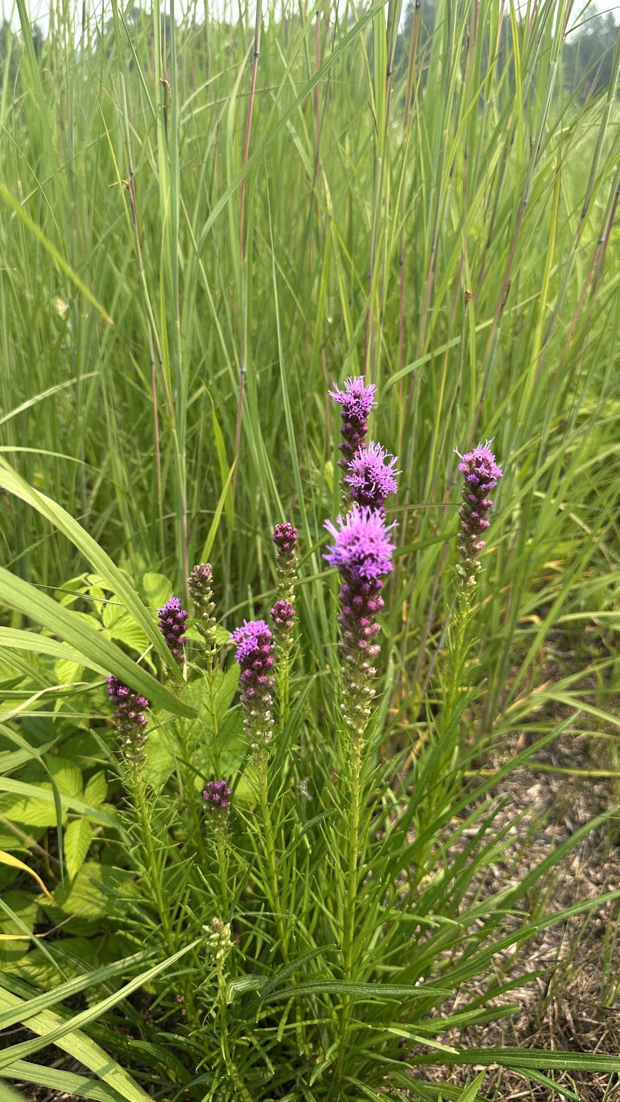Rough Blazing Star (Liatris aspera)