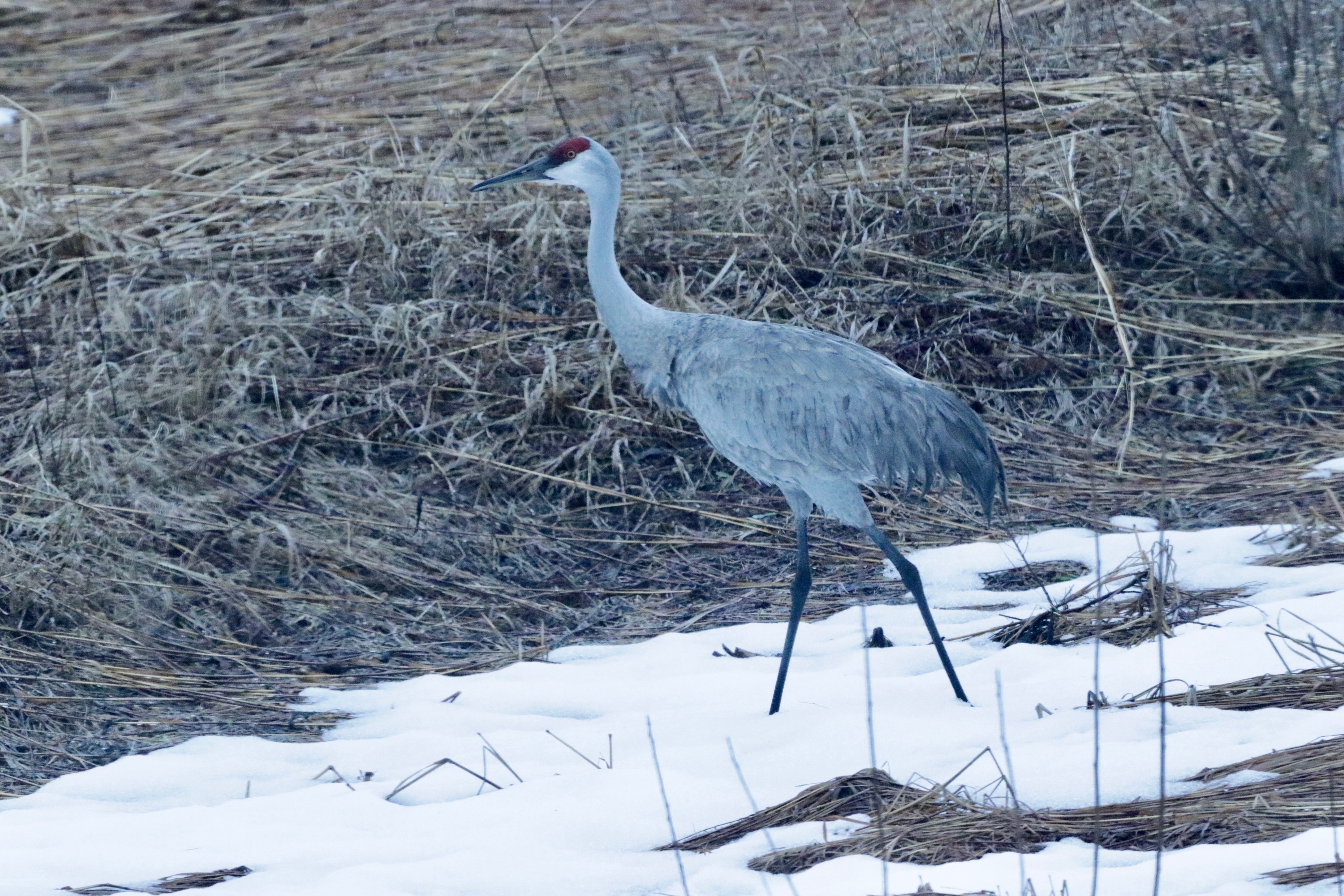 Sand Hill Crane (Antigone Canadensis)