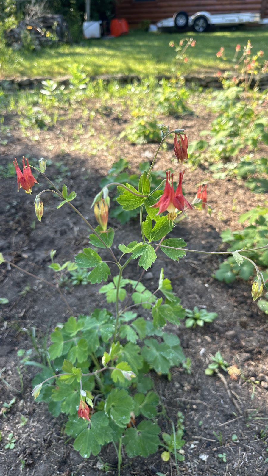 Test Bed Wild Columbine (Aquilegia canadensis)