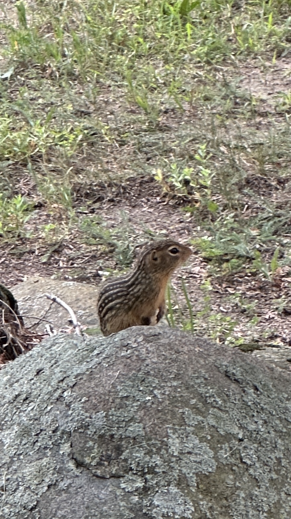 Thirteen Lined Ground Squirrel (Ictidomys Tridecemlineatus)